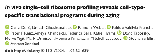 Sendoel Lab Investigates the Impact of Aging on Stem Cells’ Regenerative Capacity